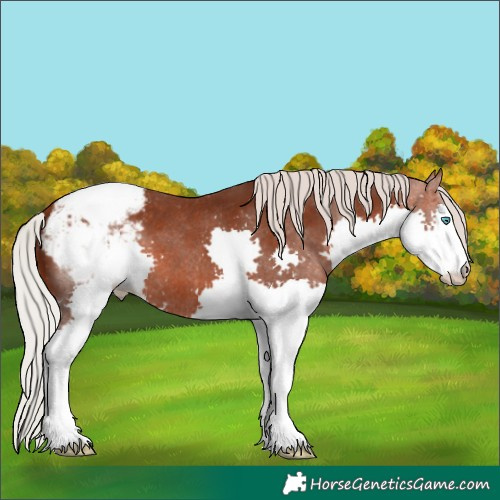 Horse Color:Silver Bay Splash Appaloosa 