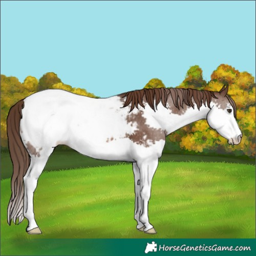 Horse Color:Liver Chestnut Splash Appaloosa 