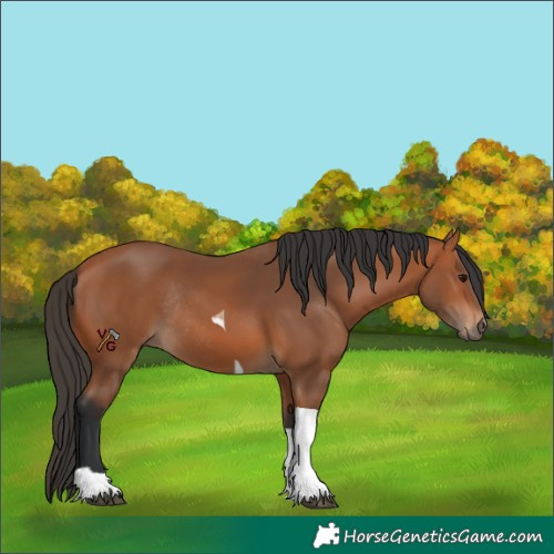 Horse Color:Bay Tobiano Rabicano 