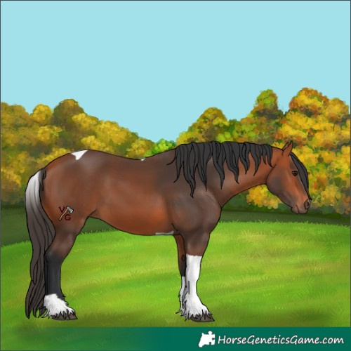 Horse Color:Bay Tobiano Rabicano 