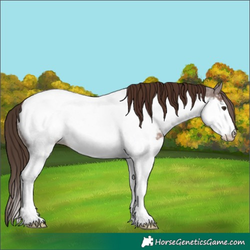 Horse Color:Liver Chestnut Splash Appaloosa 