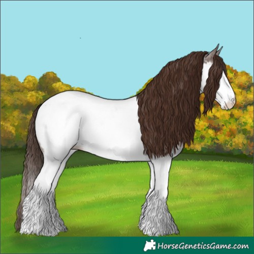 Horse Color:Liver Chestnut Splash Appaloosa
