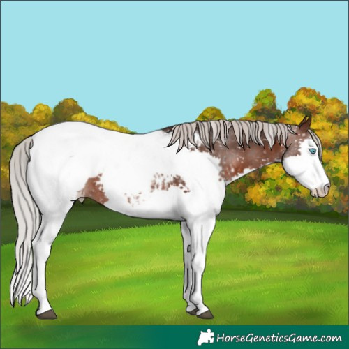 Horse Color:Silver Brown Splash Snowcap 