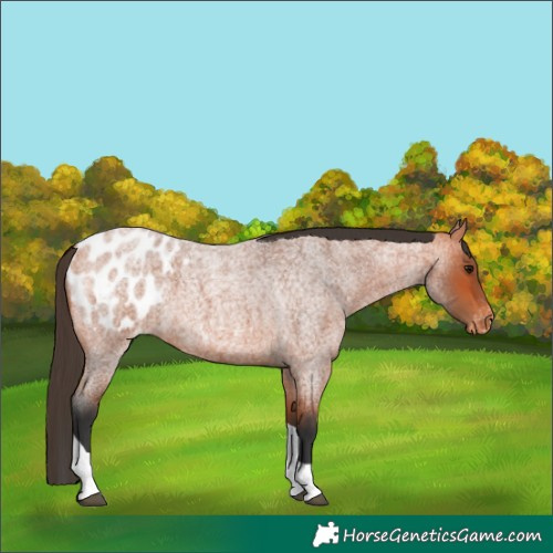 Horse Color:Bay Roan Tobiano Appaloosa 