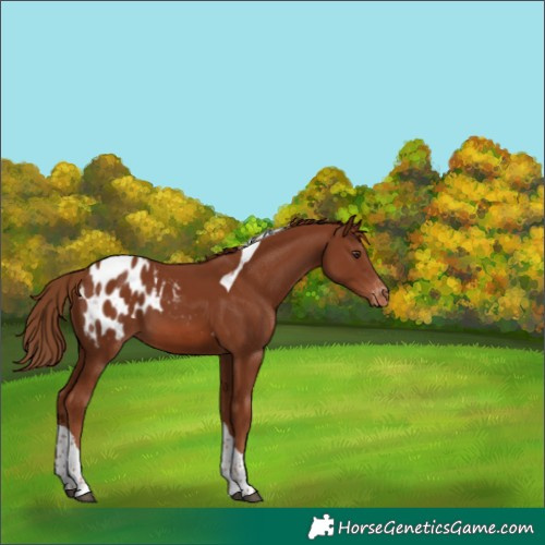 Horse Color:Chestnut Tobiano Appaloosa