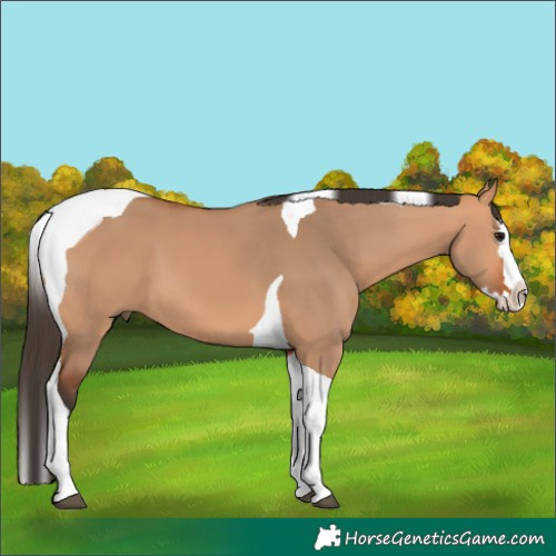 Horse Color:Bay Dun Splash Tobiano 