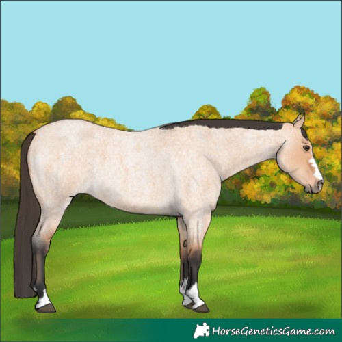 Horse Color:Bay Roan Dun 