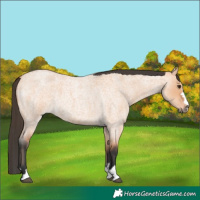 Horse Color:Bay Roan Dun