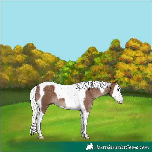 Horse Color:Silver Black Splash Tobiano 