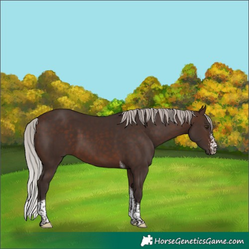 Horse Color:Silver Brown Sabino Tobiano 