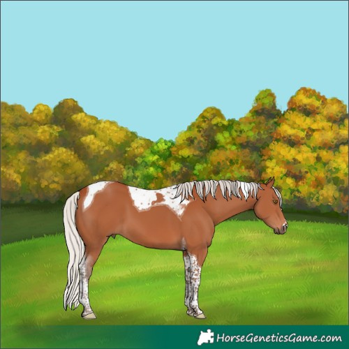 Horse Color:Silver Bay Tobiano 