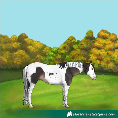 Horse Color:Brown Splash Tobiano 