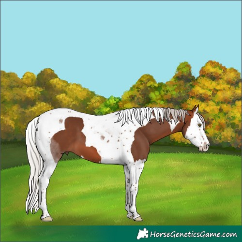 Horse Color:Silver Bay Splash Tobiano 