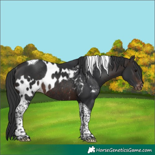 Horse Color:Brown Tobiano Skewed Appaloosa Rabicano 