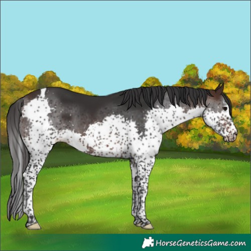 Horse Color:Brown Splash Tobiano 