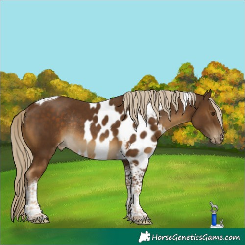 Horse Color:Chocolate Palomino Tobiano Skewed Appaloosa Rabicano 