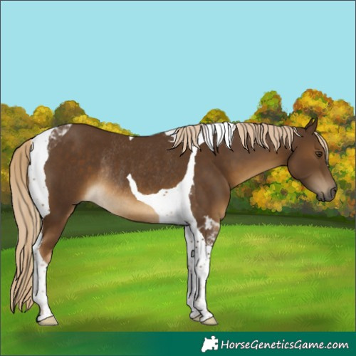 Horse Color:Chocolate Palomino Tobiano Rabicano