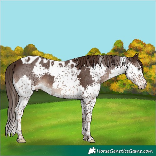 Horse Color:Liver Chestnut Splash Tobiano Skewed Appaloosa Rabicano