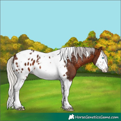 Horse Color:Silver Brown Mushroom Splash Tobiano Skewed Appaloosa 