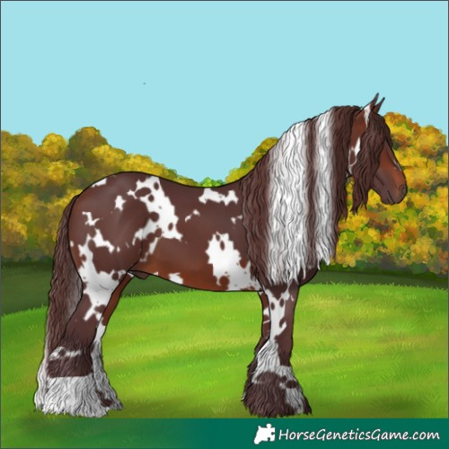 Horse Color:White Spotted Chocolate Brown