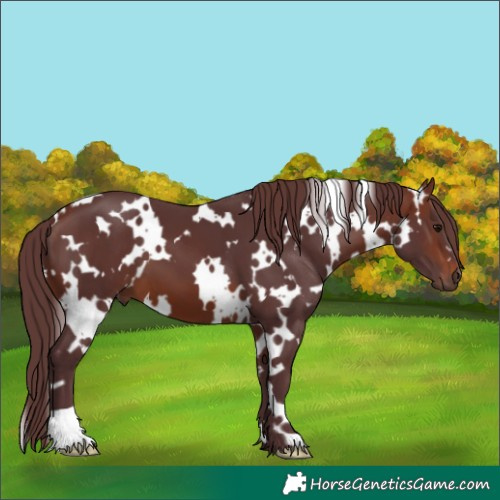 Horse Color:White Spotted Chocolate Brown 