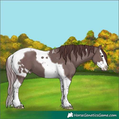 Horse Color:Chocolate Grullo Splash Tobiano Skewed Appaloosa 