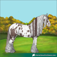 Horse Color:Chocolate Grullo Mushroom Splash Tobiano Skewed Appaloosa 