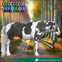 Horse Color:Liver Chestnut Mushroom Splash Tobiano Skewed Appaloosa 