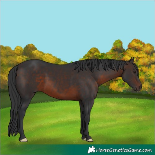 Horse Color:Brown 