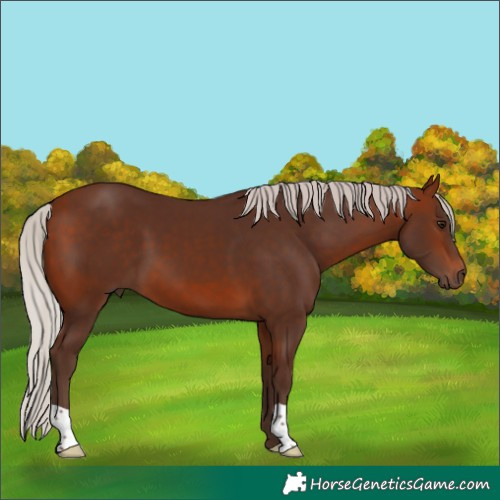 Horse Color:Silver Bay 
