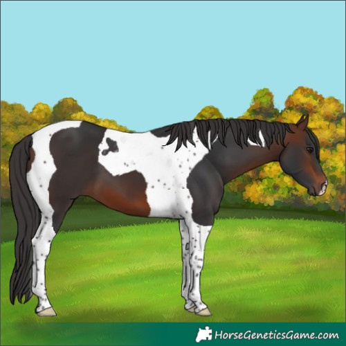 Horse Color:Brown Tobiano 