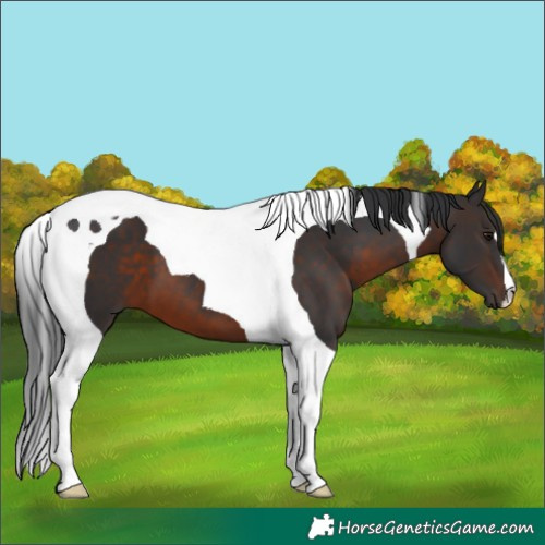 Horse Color:Brown Tobiano 