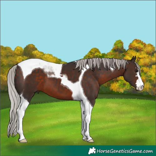 Horse Color:Silver Brown Tobiano 