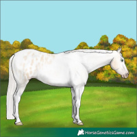 Horse Color:Gray Silver Amber Cream Champagne Roan Dun Splash Tobiano Frame Appaloosa Rabicano