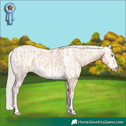 Horse Color:Gray Cremello Roan  and Silver Amber Cream Champagne Dun Splash Tobiano Appaloosa 