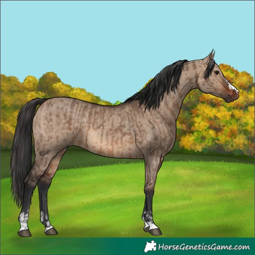 Horse Color:Brown Dun  and Brown Dun 
