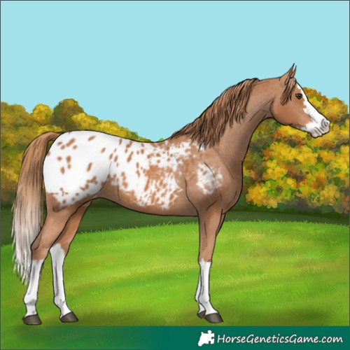 Horse Color:Chestnut Splash Appaloosa 