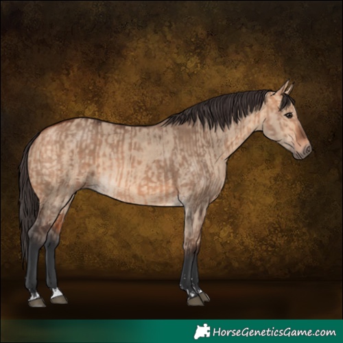 Horse Color:Bay Dun  and Bay Dun 