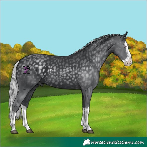 Horse Color:Silver Black Chinchilla Splash 