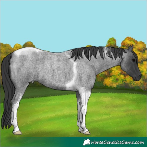 Horse Color:Blue Roan Tobiano 
