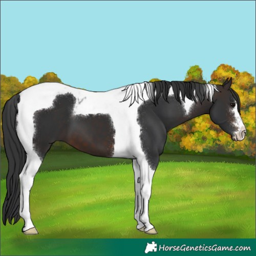 Horse Color:Brown Tobiano 