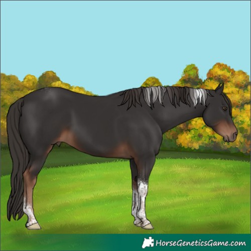 Horse Color:Liver Chestnut Tobiano 