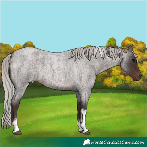 Horse Color:Silver Brown Roan Tobiano 