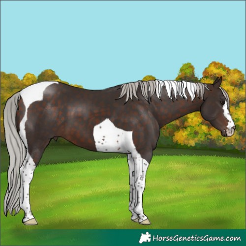 Horse Color:Silver Brown Tobiano 