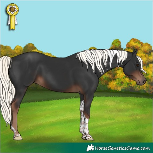 Horse Color:Liver Chestnut Mushroom Tobiano 