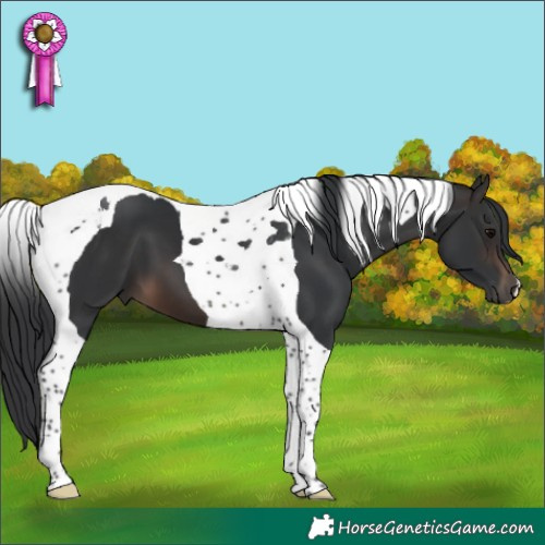 Horse Color:Brown Tobiano 