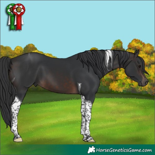 Horse Color:Brown Mushroom Tobiano 