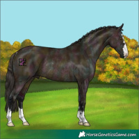 Horse Color:Midnight Bay Ice Dun Rabicano