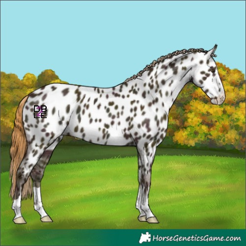 Horse Color:Midnight Red Dun Near Leopard