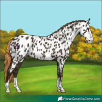 Horse Color:Midnight Red Dun Appaloosa